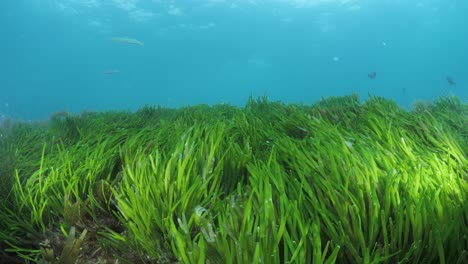 marine survey study showing the seagrass movement caused by the surging ocean waves