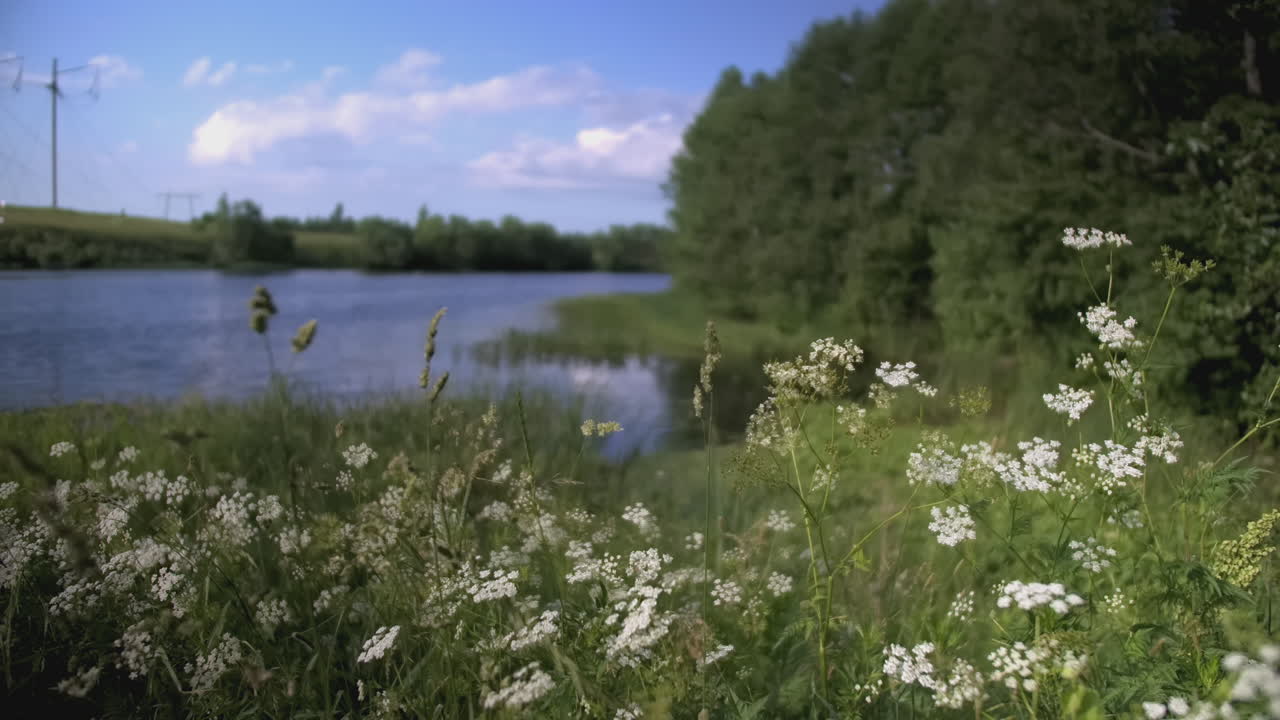 orilla del río con flores y árboles
