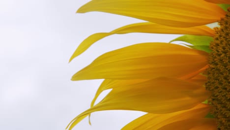 cerca en el girasol.