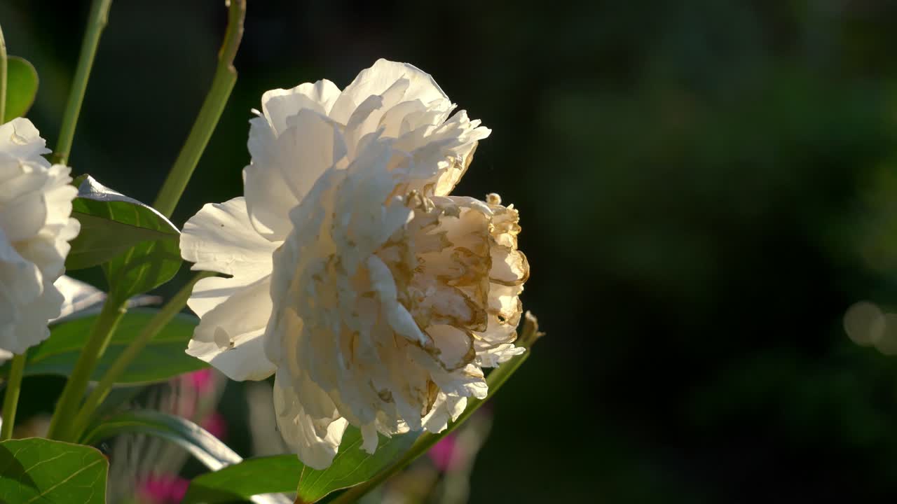 Flower in full bloom in a beautiful garden at sunset in the summertime in Sweden