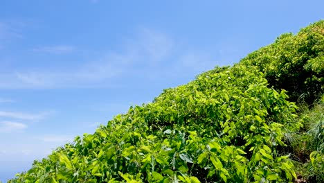 Appreciating-the-natural-beauty-of-contrasting-vivid-green-fauna-plants-on-a-steep-hillside-slope-against-a-stunning-blue-sky,-outdoors-walking-on-hot,-sunny-summers-day