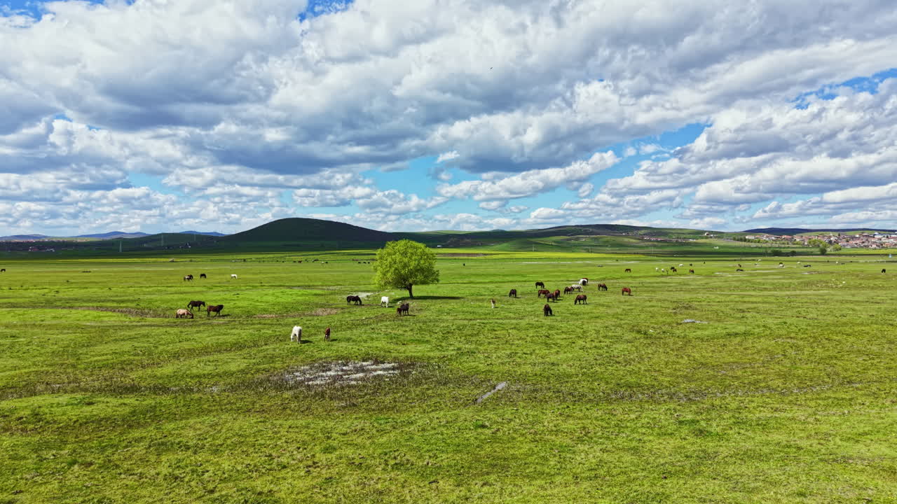 Kühe grasen an einem sonnigen Tag im Nachmittagslicht auf einem grünen Feld unter blauem Himmel mit Wolken und Bäumen nahe einer ländlichen Gegend.
