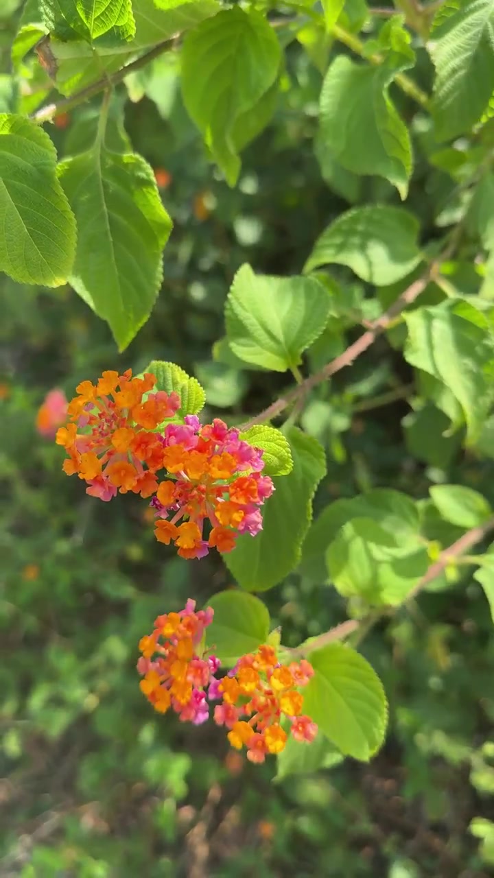 Fiori vivaci arancioni e rosa che ondeggiano dolcemente nella brezza di un giardino