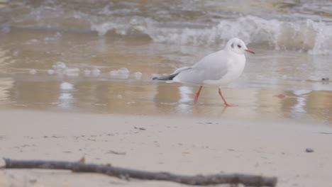 black-headed gull running on wet sand shore - tracking slow motion
