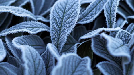 close-up of frosted leaves in winter