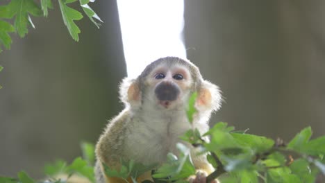 Un-Pequeño-Y-Lindo-Mono-Ardilla-De-Cabeza-Negra-En-Los-árboles,-Apehnheul,-Apeldoorn,-Países-Bajos