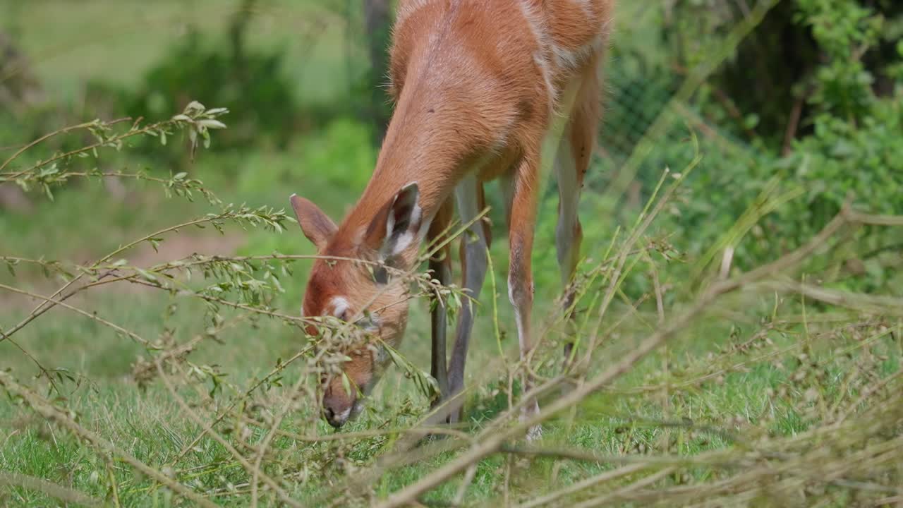 Telephoto view of West African sitatunga grazing on an open green field