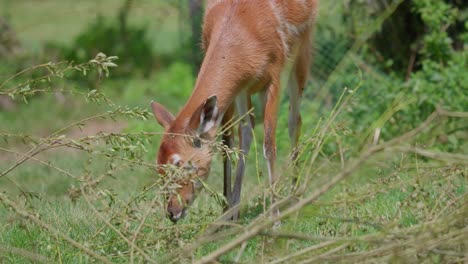 -Telephoto-view-of-West-African-sitatunga-grazing-on-an-open-green-field