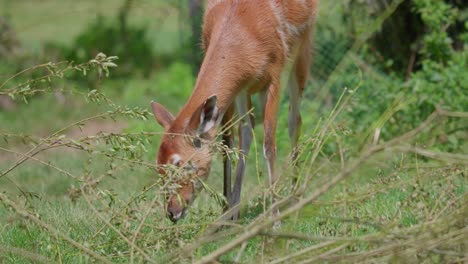 Teleaufnahme-Einer-Westafrikanischen-Sitatunga,-Die-Auf-Einem-Offenen-Grünen-Feld-Weidet