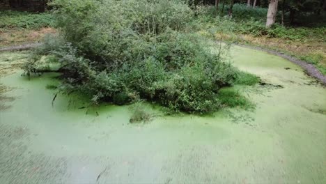 green pond in a forest. drone shot