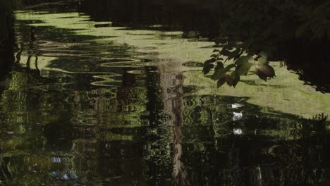 Reflections-on-a-pond-in-a-park