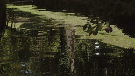 reflections on a pond in a park