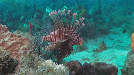 a beautiful lionfish swimming close to the reef and going towards a moray eel