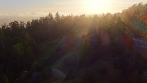 sun rays shining over trees in the forest