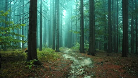 mysterious forest on a foggy autumn morning