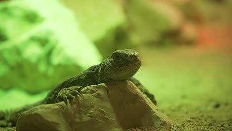 pequeño lagarto relajándose en la roca en el parque zoológico de reptiles