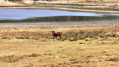 the horse wandering by  buldan lake