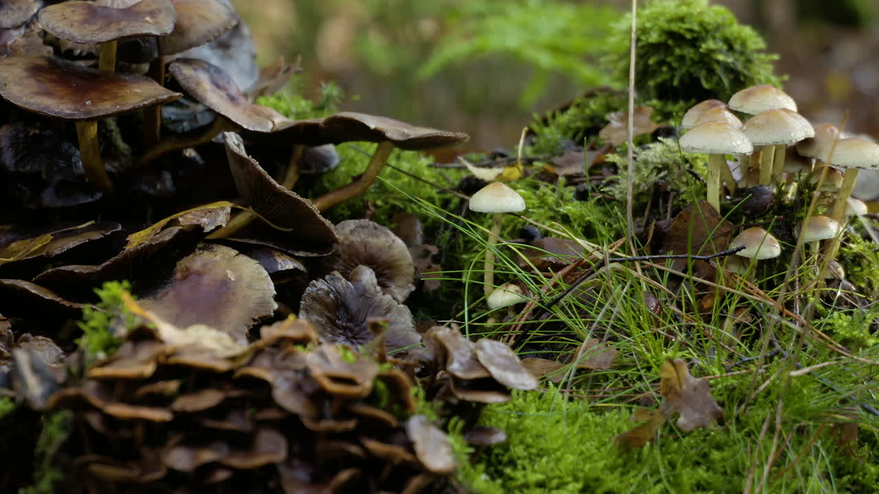una impresión de la escena de color de la naturaleza en otoño, hojas cayendo en las calles