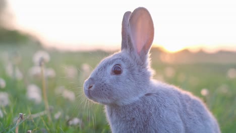 a cute grey rabbit in a grassy field at sunset