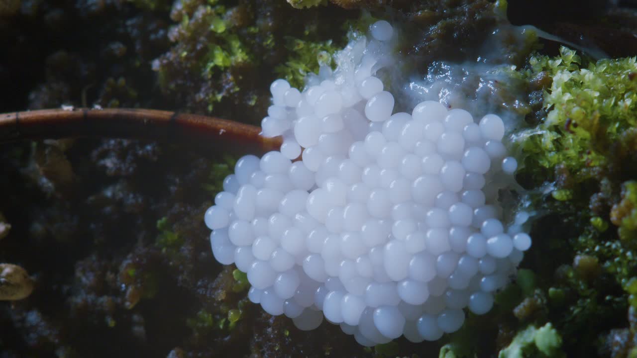 Slime mold Stemonitis axifera plasmodium transformation to fruiting sporangia bodies