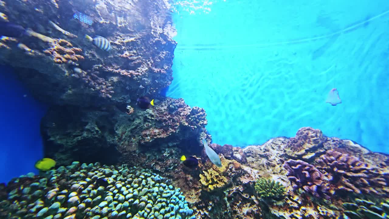 Explore the vibrant underwater world filled with diverse fish species a stunning aquarium