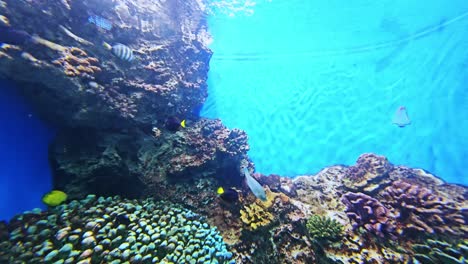 explore the vibrant underwater world filled with diverse fish species a stunning aquarium