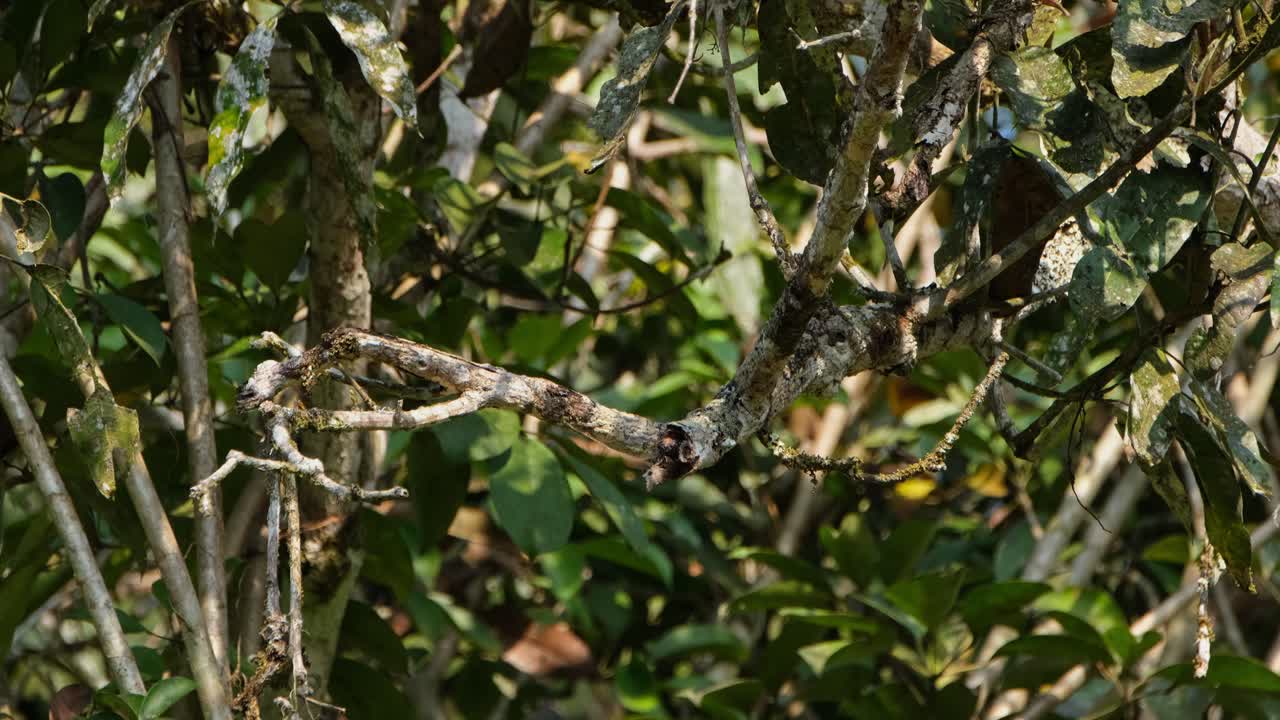 visto dentro del follaje de un árbol en busca de su presa luego vuela lejos para también regresar mostrando su espalda, drongo ceniza dicrurus leucophaeus