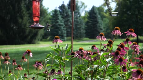 El-Colibrí-Vuela-En-El-Jardín-Y-Aterriza-En-El-Alimentador-Automático-De-Flores