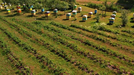 campo de fresas vista desde arriba