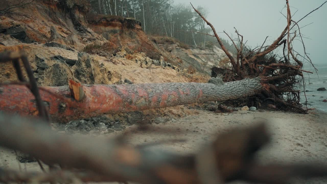 Fallen Tree on an Eroding Coastal Beach