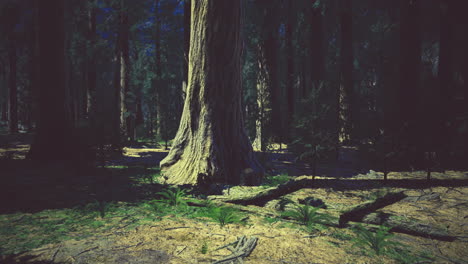 mysterious forest setting with towering trees and soft undergrowth at night