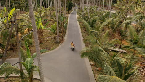 aerial view couple riding scooter on tropical island exploring palm tree forest on motorcycle tourists explore holiday destination with motorbike