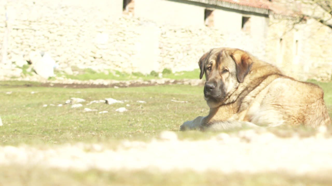 Large Dog Resting in a Field