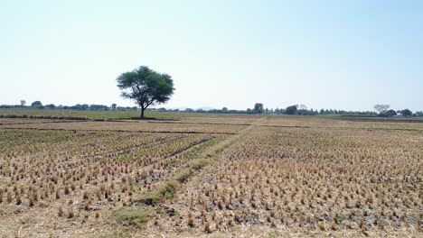 Antena-Dando-Vueltas-Sobre-El-Campo-De-Cultivo-En-Un-Día-Soleado