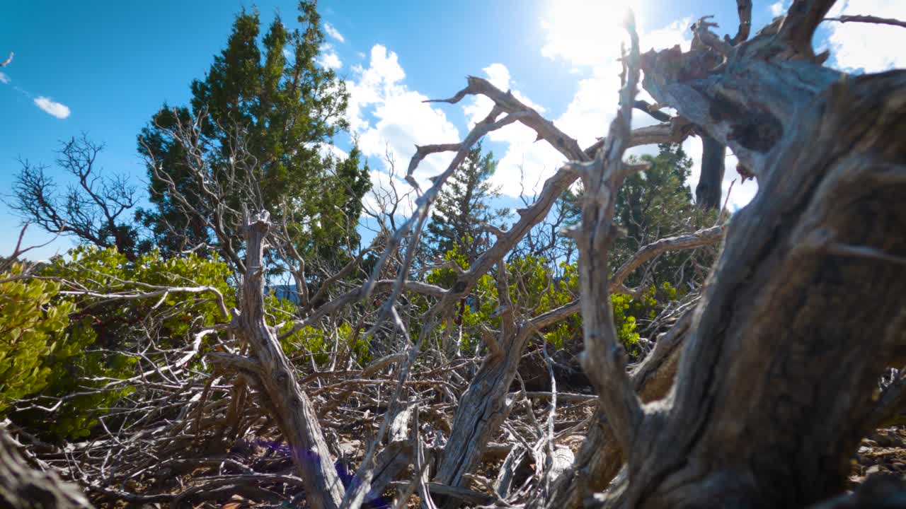 Dead Tree in Desert Landscape under Bright Sunny Sky