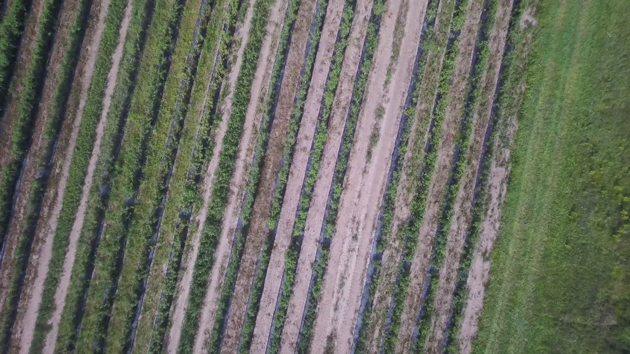 Tractor Harvesting Crops in Field