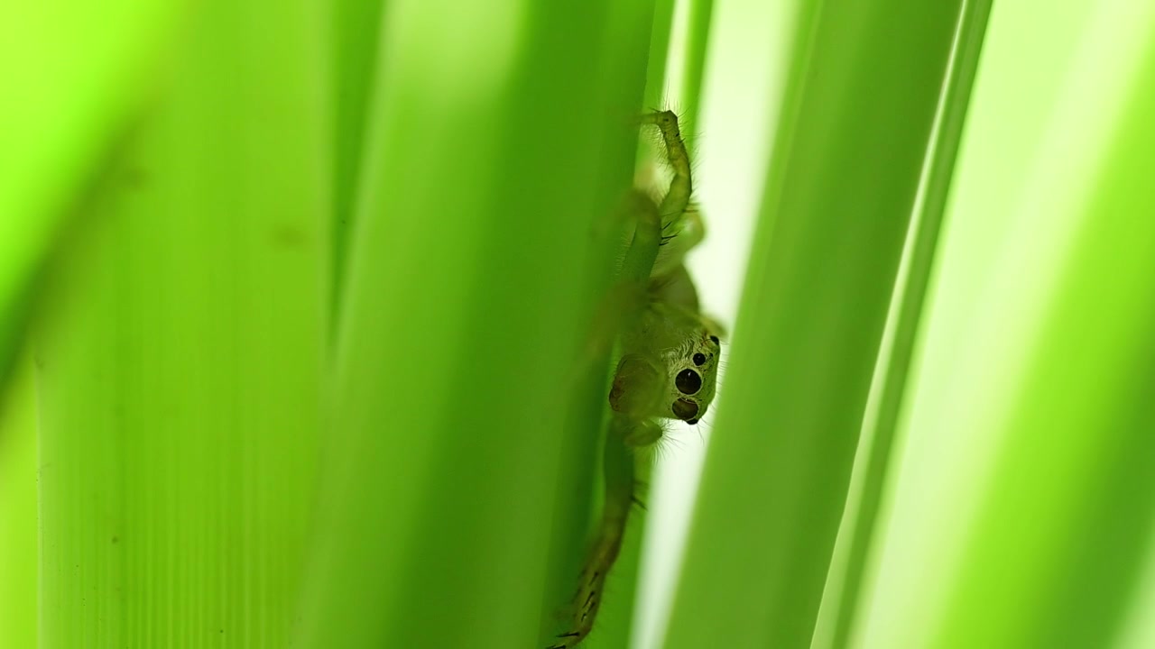 Sharp closeup image showing jumping spider exploring grassy plant environment under natural sunlight outdoors