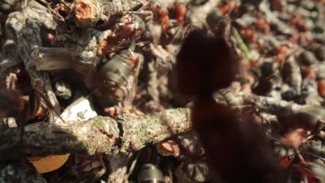 Wild-ant-hill-in-the-forest-super-macro-close-up-shot