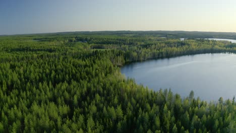 Aerial-Over-Coniferous-Forest-In-Finland-Beside-Calm-Blue-Lake