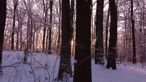 épica-Mañana-Soleada-En-Un-Bosque-Cubierto-De-Nieve