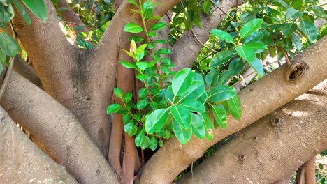 Vibrant green leaves gently sway on a tree in Gold Coast, Australia, captured in natural daylight with a steady camera