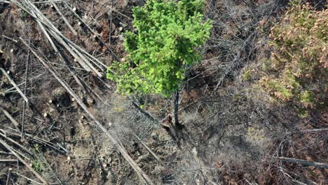 Aerial-Footage:-Logger-Cutting-Down-Spruce-in-British-Columbia