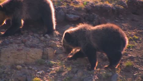 Un-Cachorro-De-Oso-Joven-Camina-Por-Una-Ladera