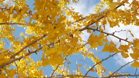 el árbol de ginkgo en otoño