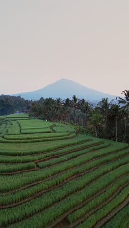 green terraced rice fields of belimbing are captured by vertical drone as the morning sun rises. a mountain rests in the distance, adding a calm and majestic backdrop.