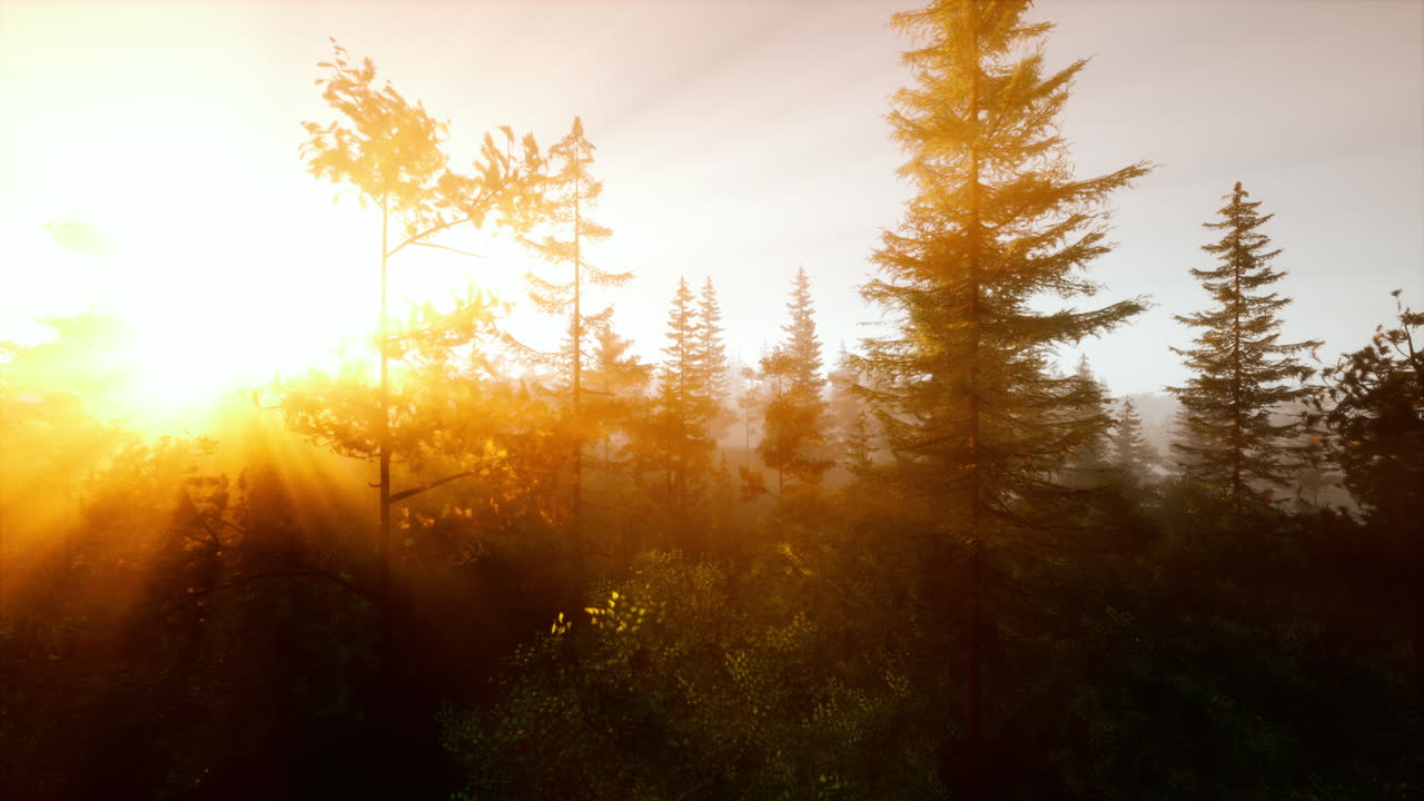 amanecer en un bosque de niebla