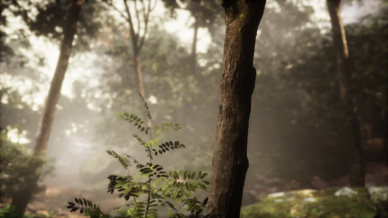 안개 숲의 장면