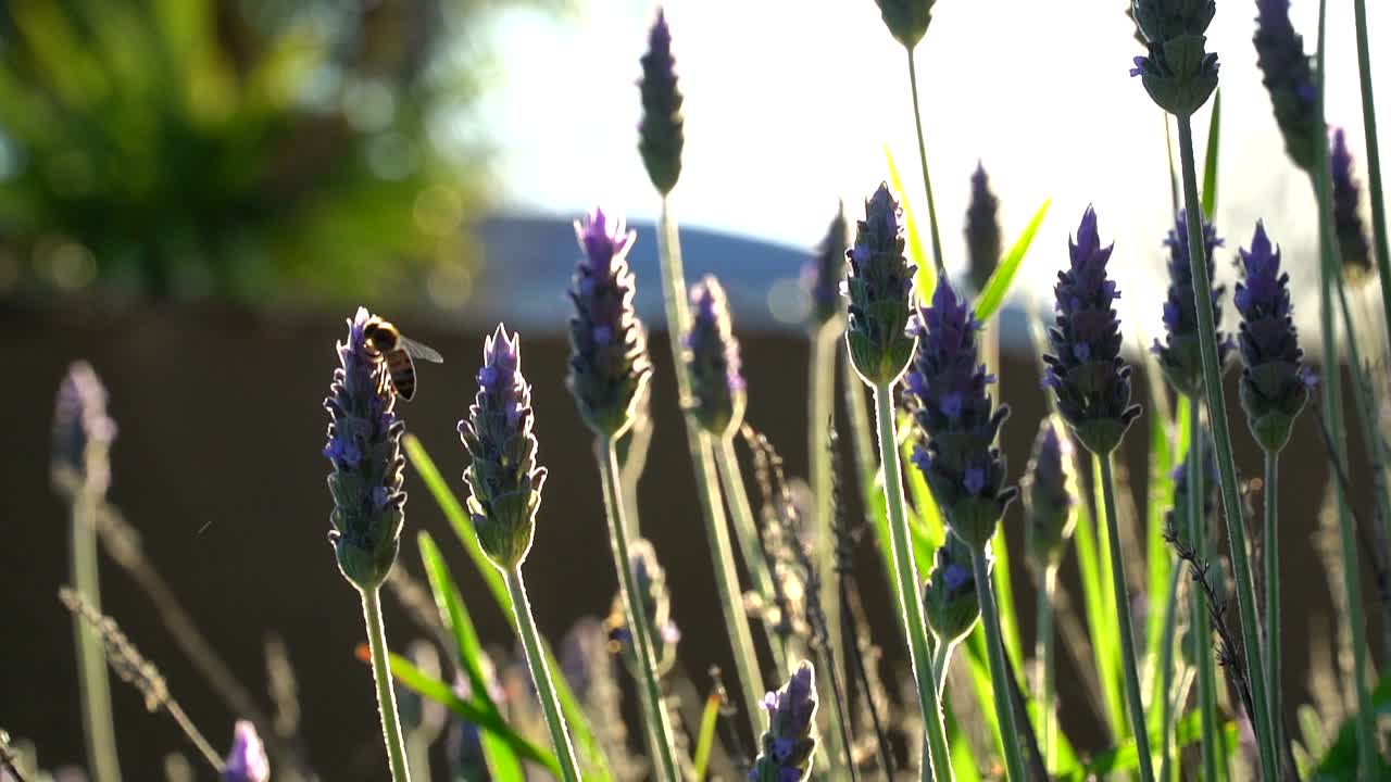 tiro retroiluminado en cámara lenta de una abeja en una planta de lavanda, de mano