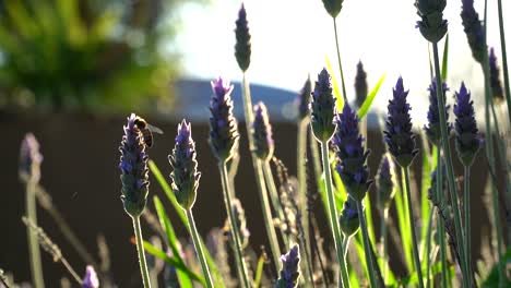 Tiro-Retroiluminado-En-Cámara-Lenta-De-Una-Abeja-En-Una-Planta-De-Lavanda,-De-Mano