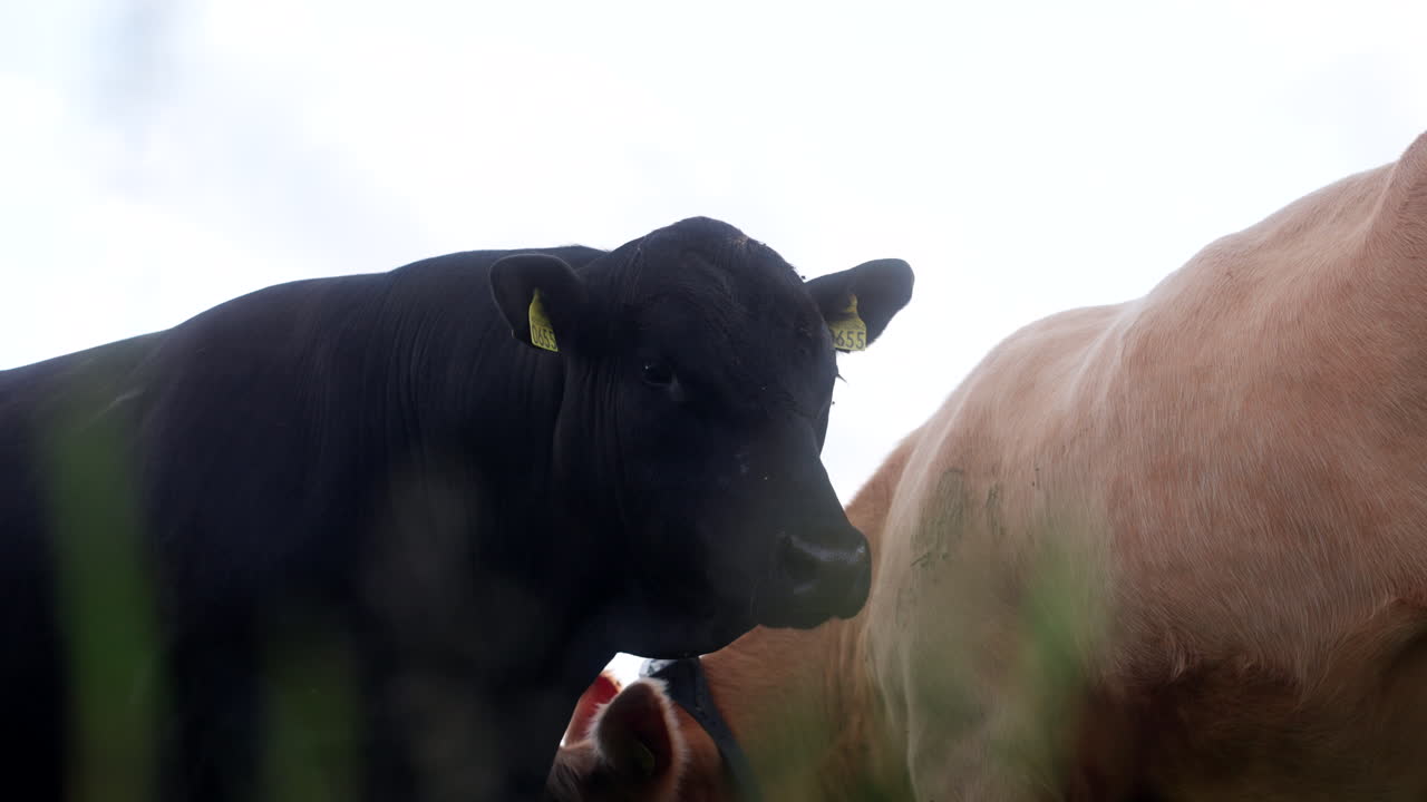 Angus Cattle In The Farm In The Stavanger Region, Norway. Static Shot